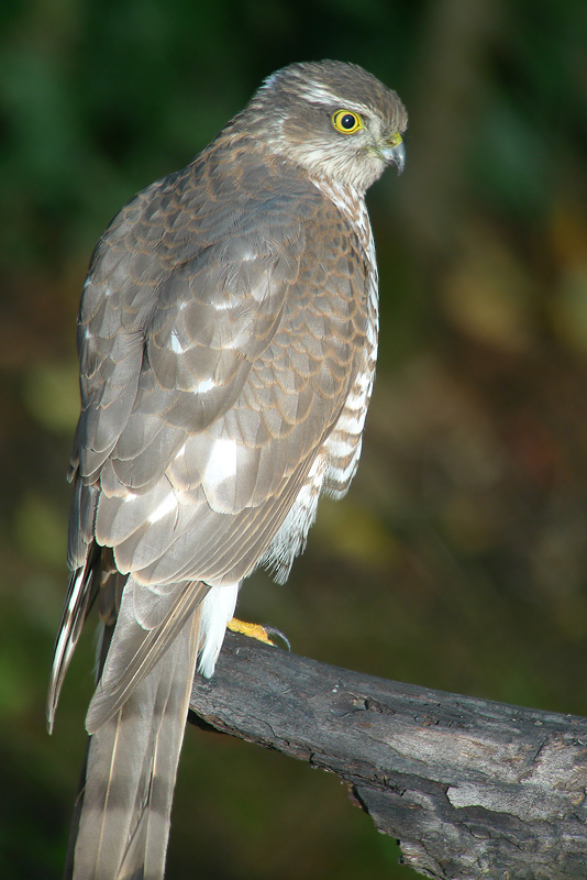 Sparviere -  Accipiter nisus in Digiscoping